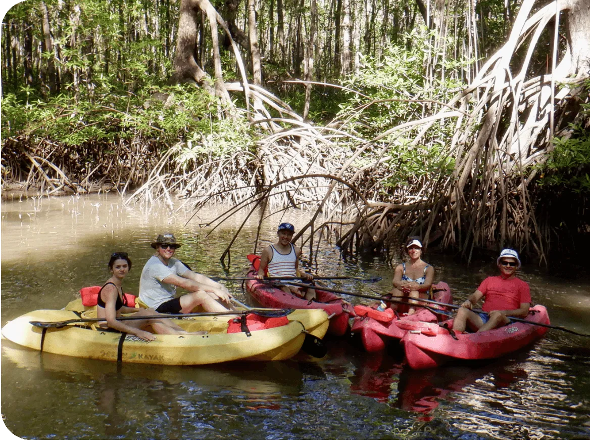 Colourful kayaks gliding through a serene mangrove waterway
