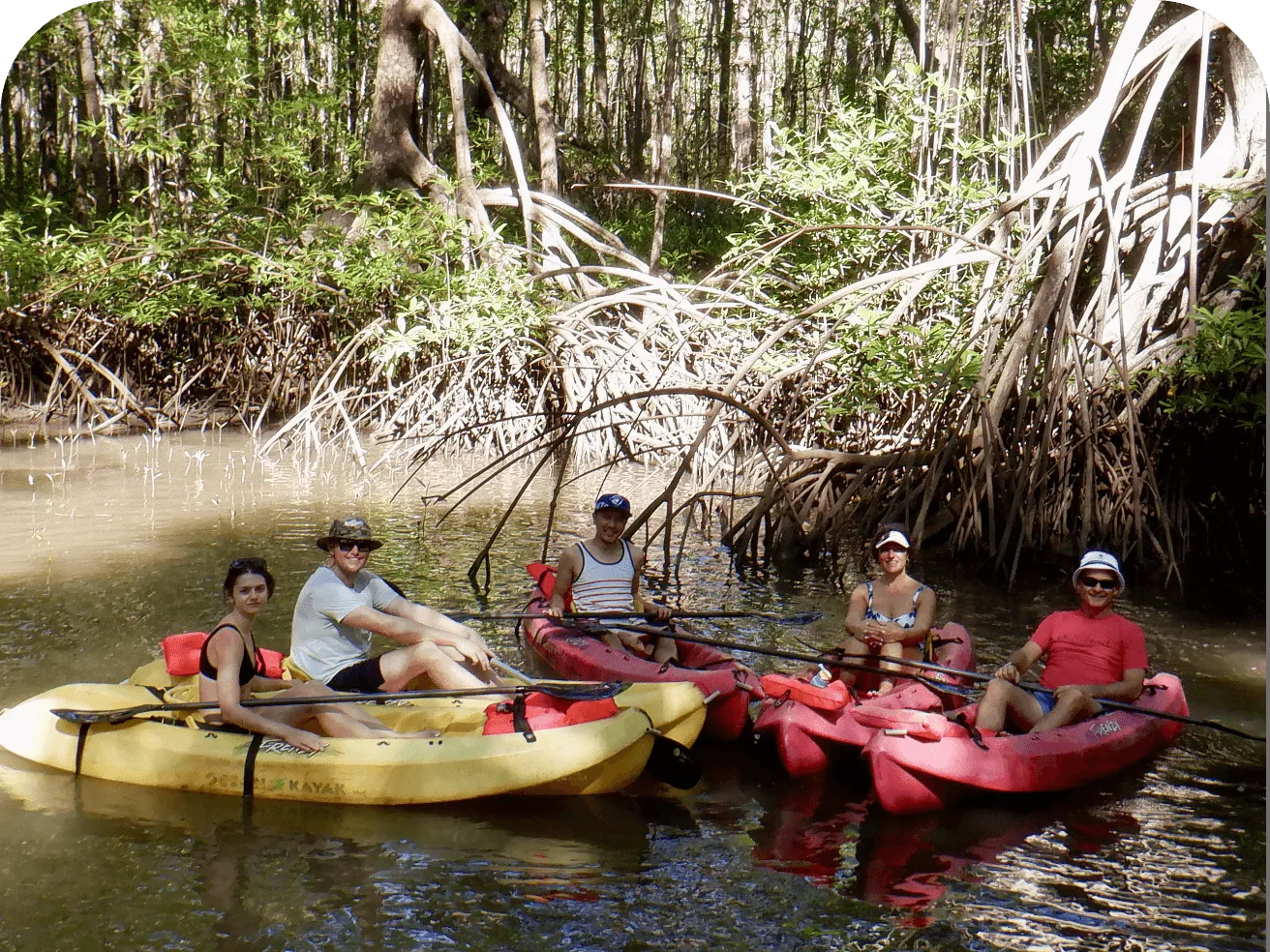 Colourful kayaks gliding through a serene mangrove waterway
